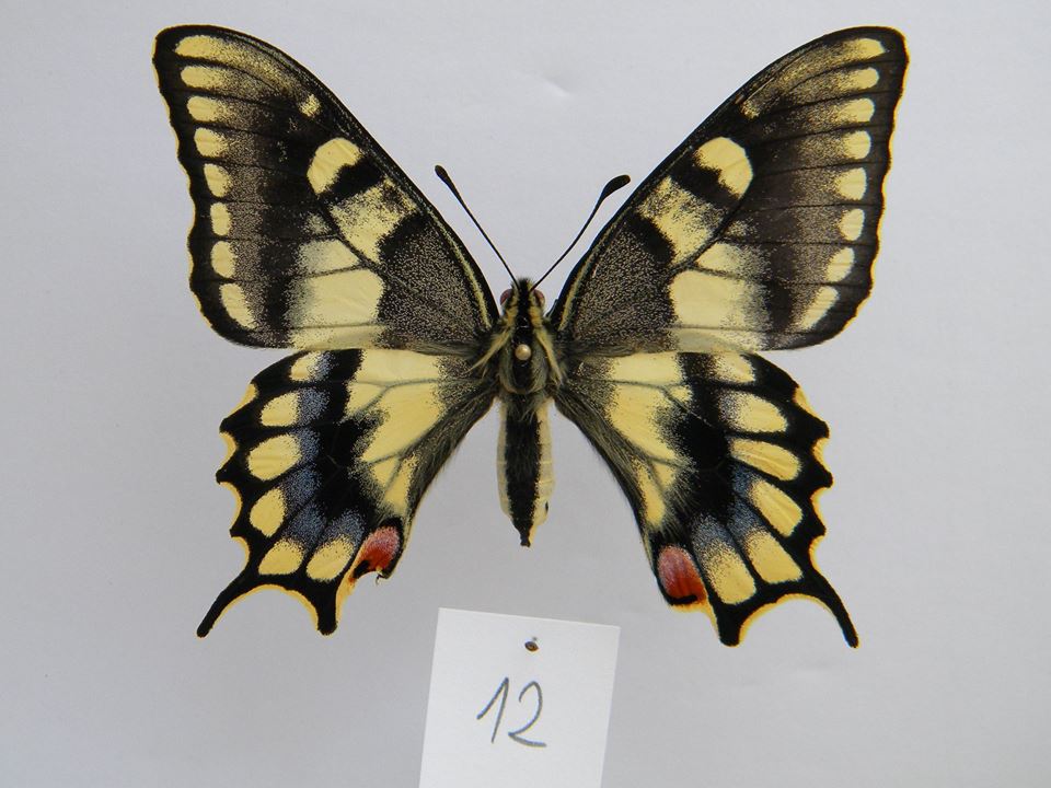 Papilio machaon (aberrant cold shock) B (Internet Image property of respective owner, non-commercial use only)